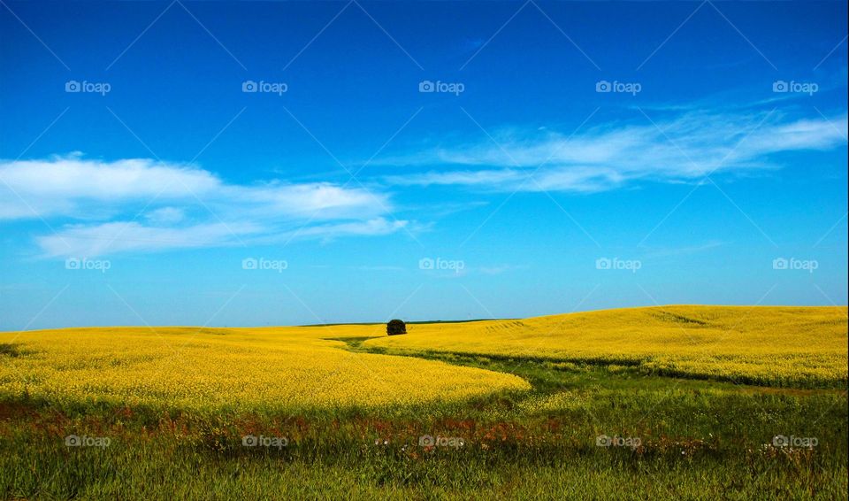 Running into the summer fields 