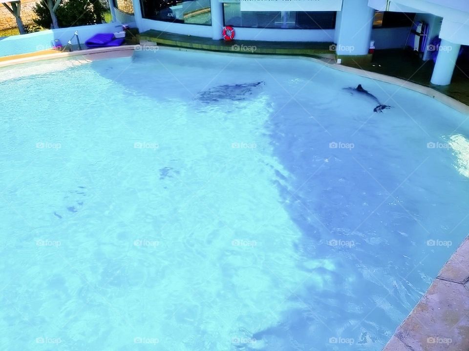 river creature atlantic child activity portrait beach fun coral natural family happy vacation dolphins playful island friendly animals fauna scuba landscape dolphin pod pool paradise travel snorkeling aqua view tourism flipper adventure undersea natu