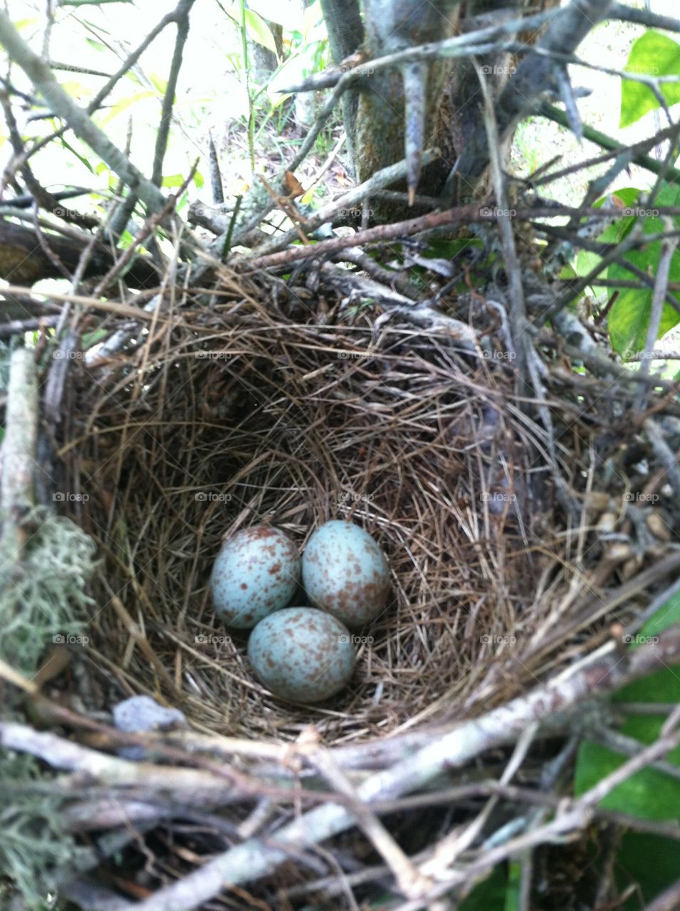 Bird eggs in the yard.