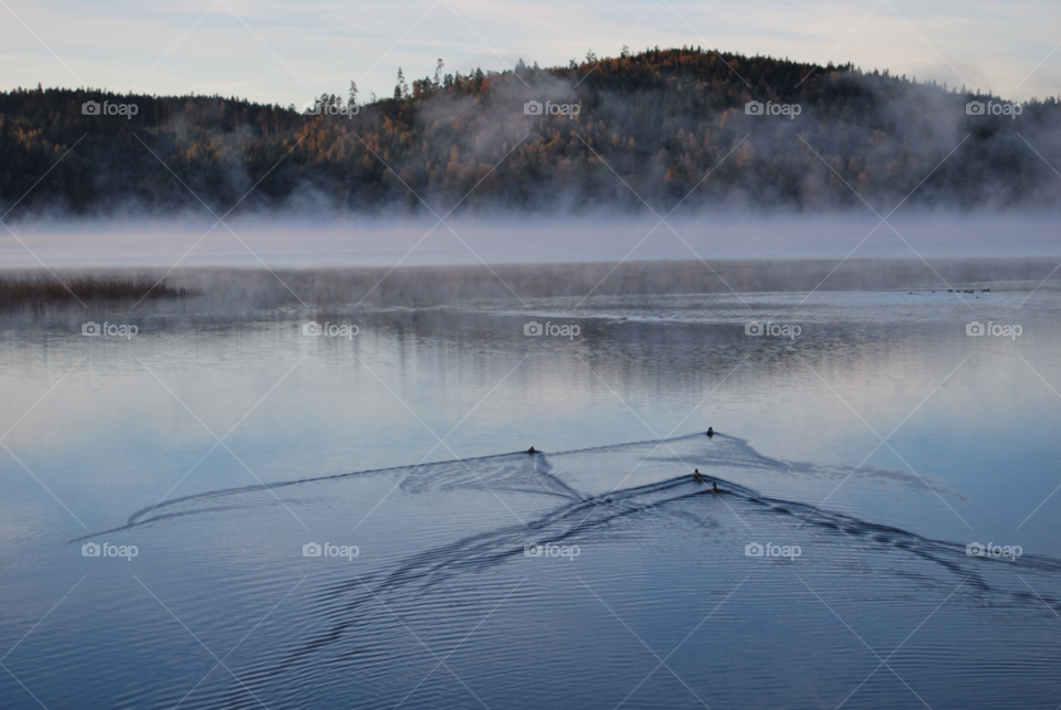 birds ducks fog dimma by micke71xxx
