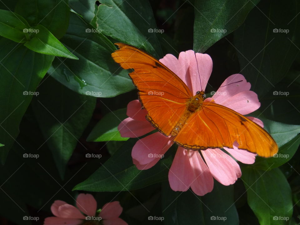 Brightly Colored Butterfly. Bright orange butterfly on pink flower in garden