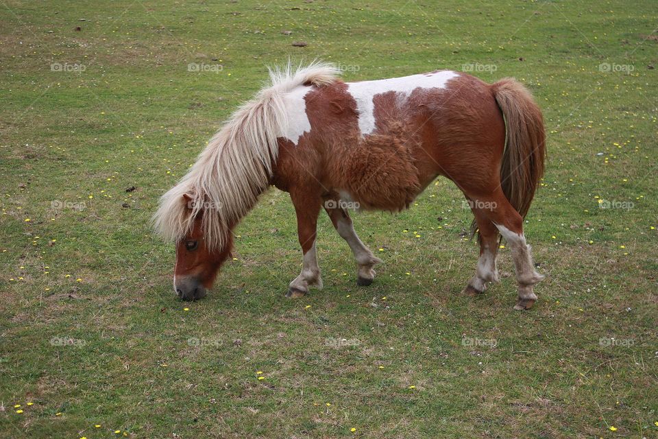 Brown pony