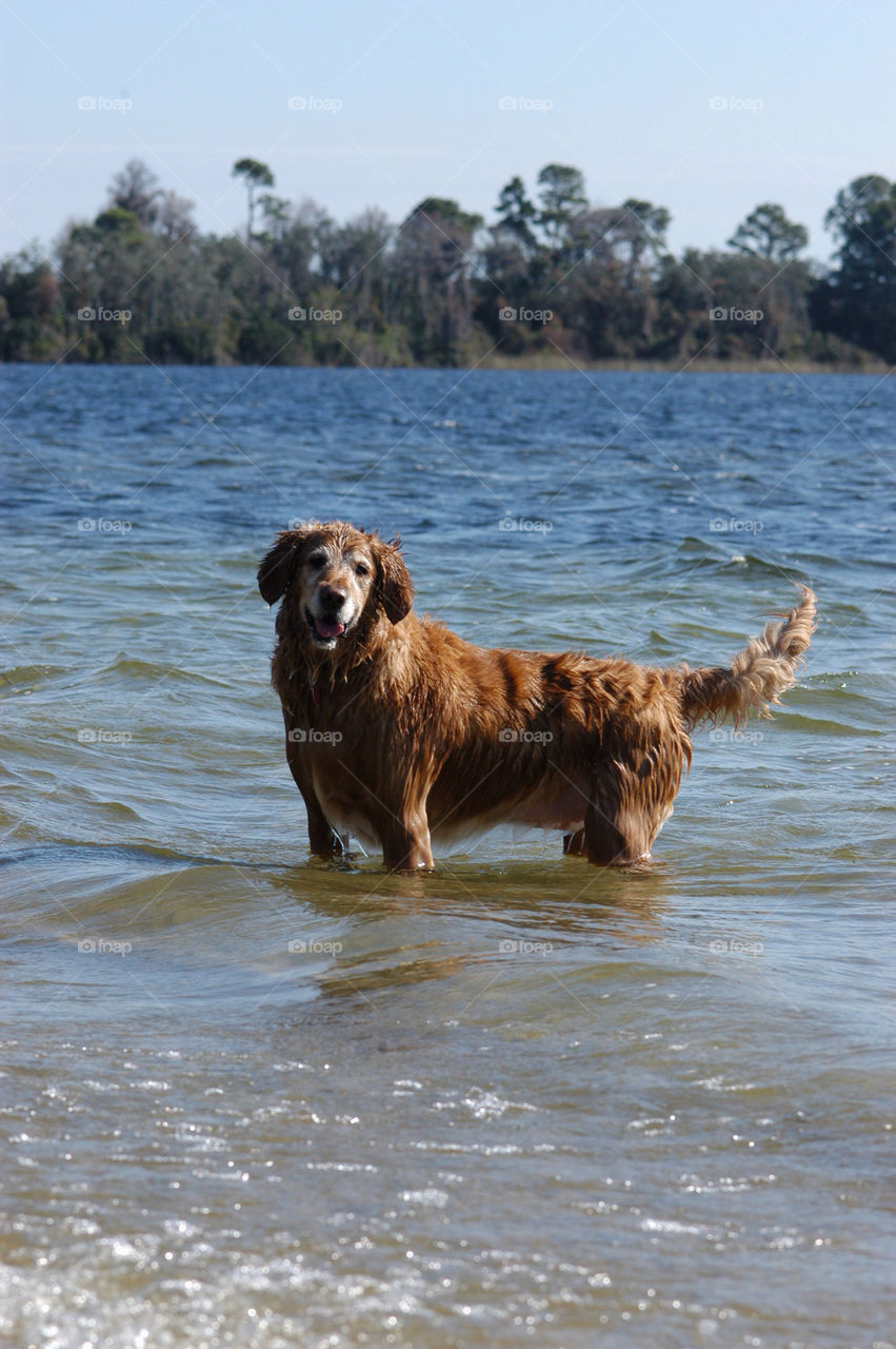 dog water lake pet by dslmac2
