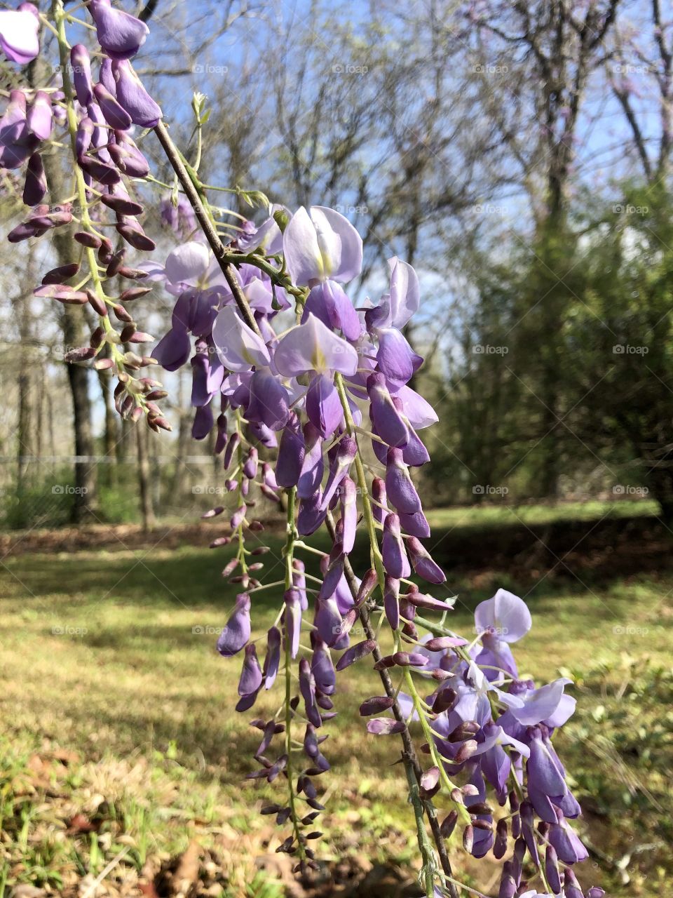 Cascade of wisteria blooms