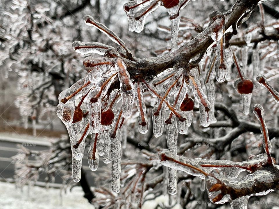 Frozen glazed tree branch in winter. Icicles 