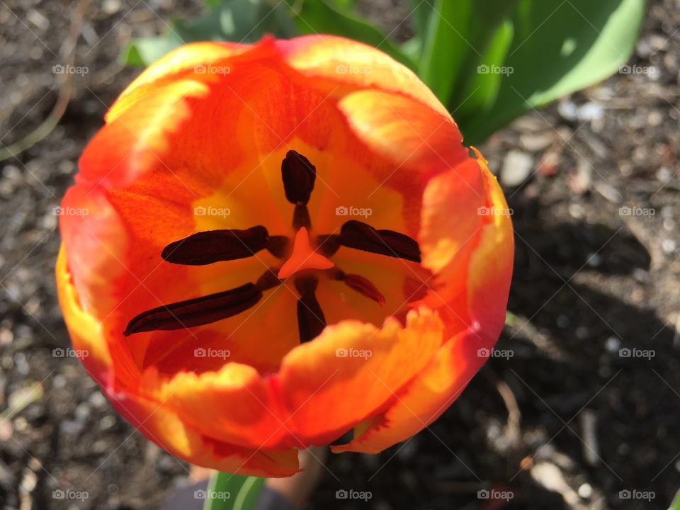 Orange tulip