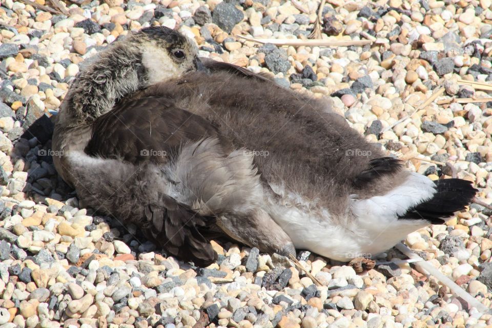 Downy gosling napping on beach along Hudson River in June 