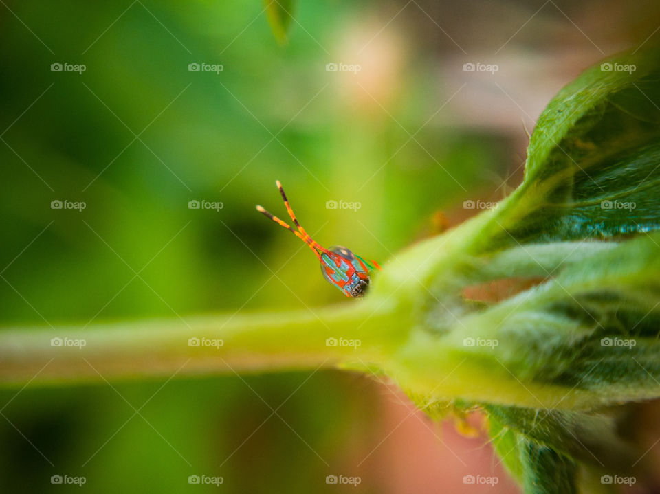 A Fabulous click of red and green grasshopper... Which is looking for my camera and thinking like I'm her predator #Macro view