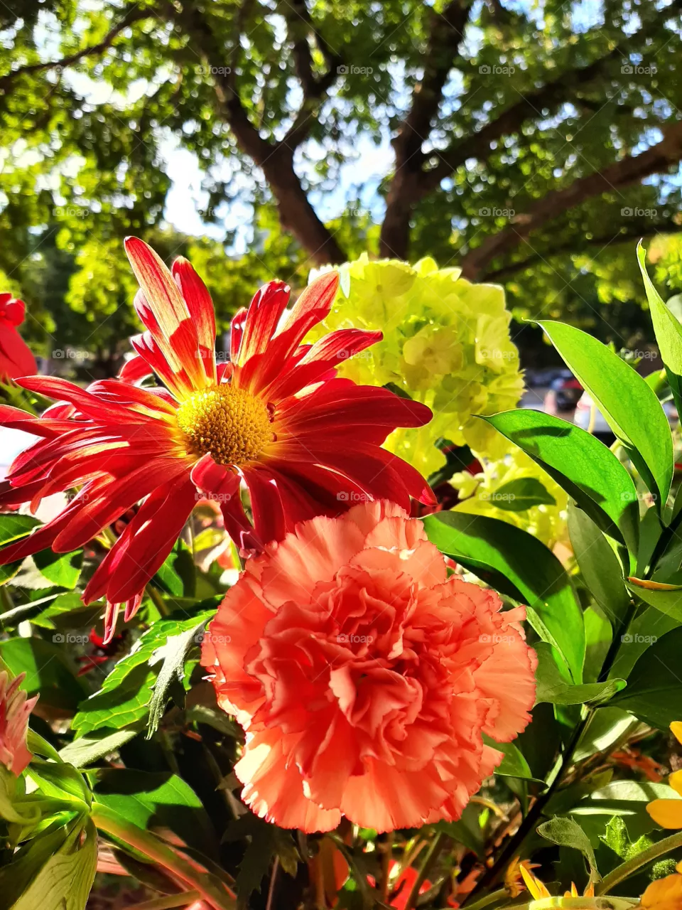 Flowers