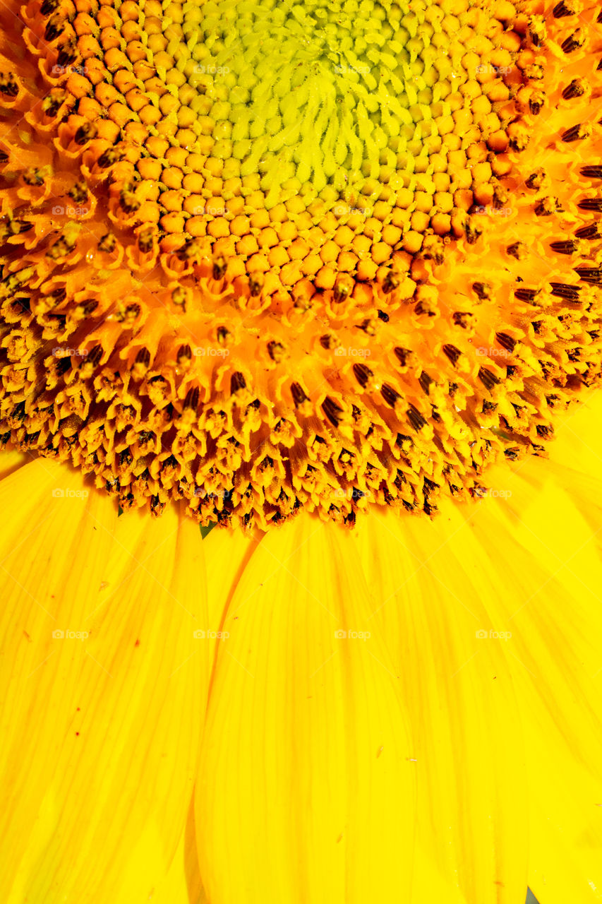 Bright yellow sunflower closeup