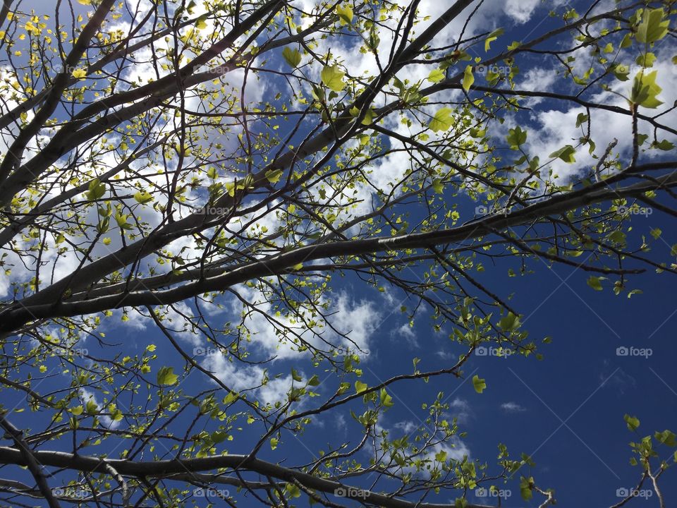 Green Tree Against White Clouds