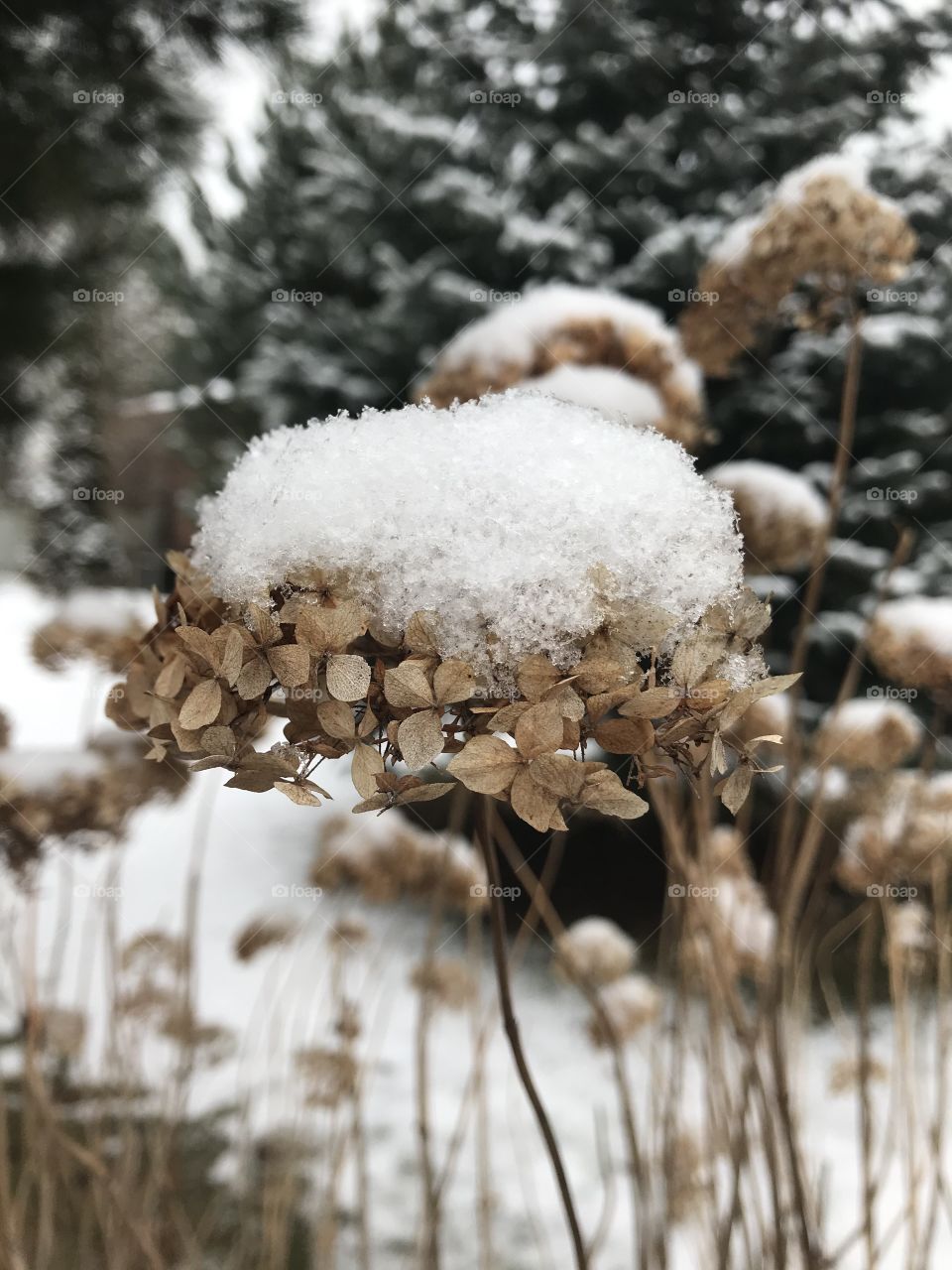 Snowy Day, snow gently landing on flower head