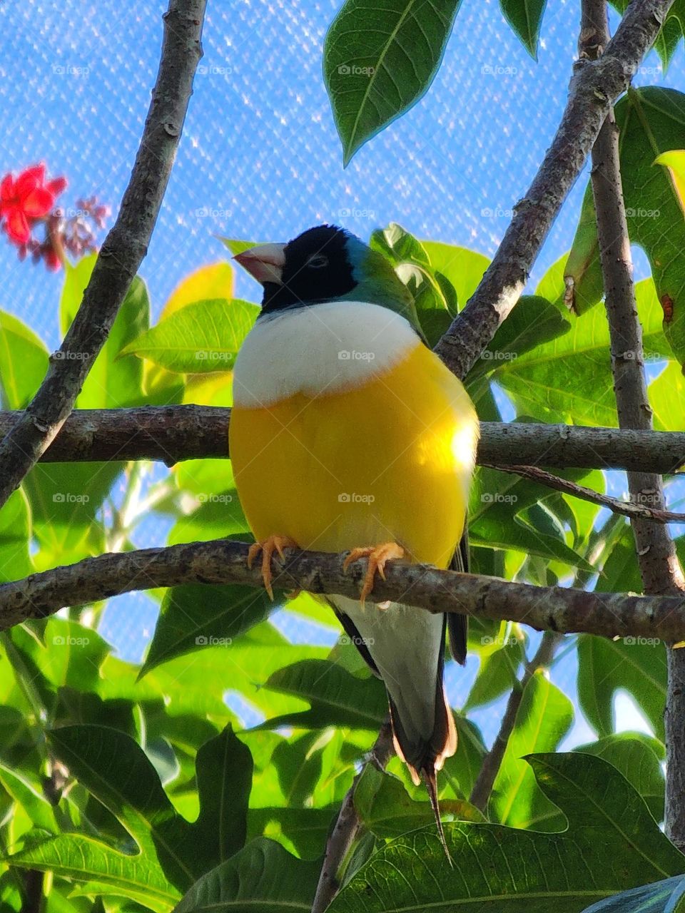 gouldian finch