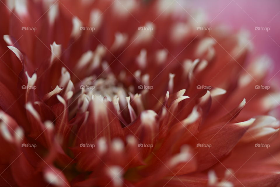 Red petals with white tips