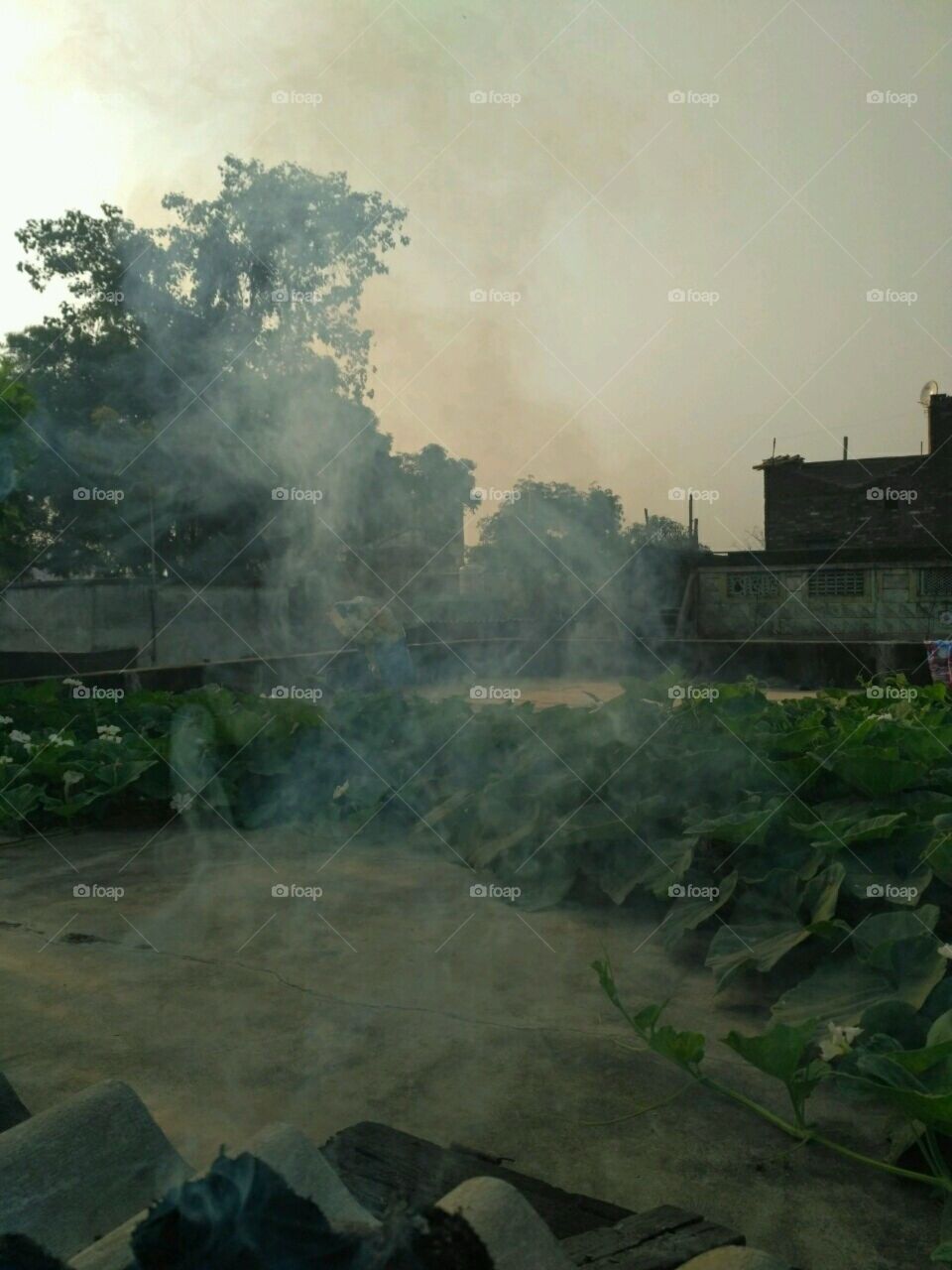 smoke-smoke morning.like beautiful in rainy season.
