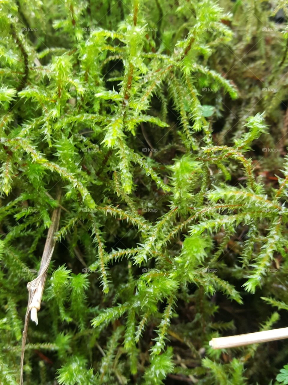 the moss mini world