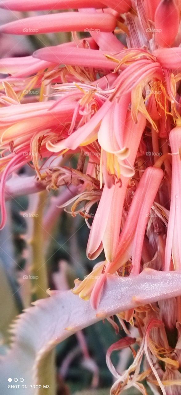 beautiful bee on flowers.