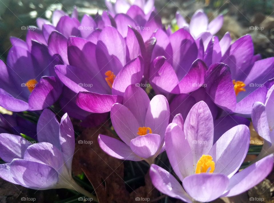 Nature, Flower, Crocus, Flora, No Person