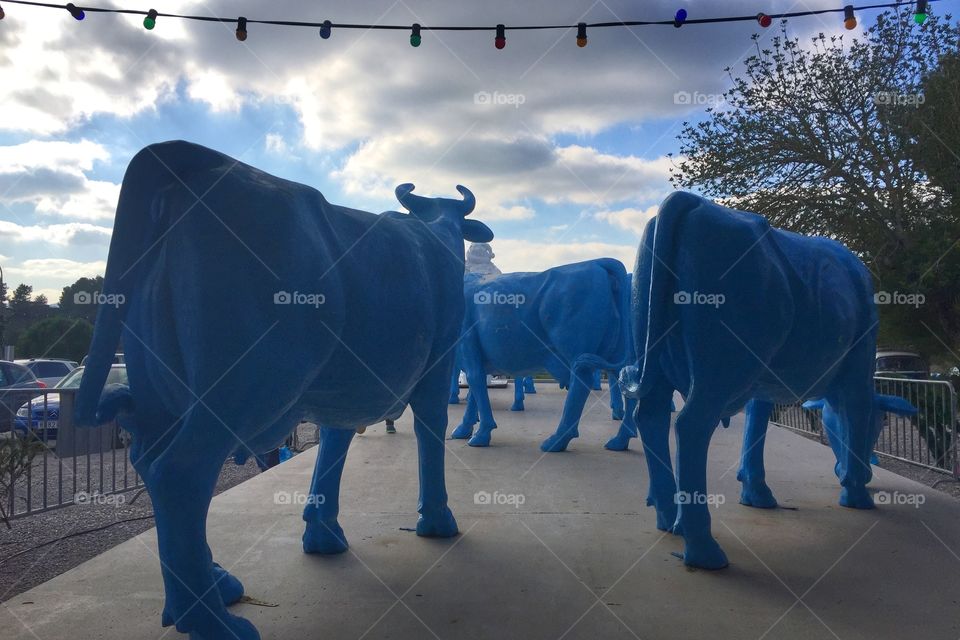 Blue cows from behind