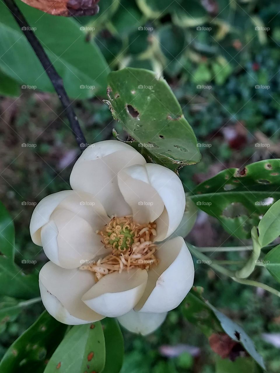 Sweet Bay Magnolia