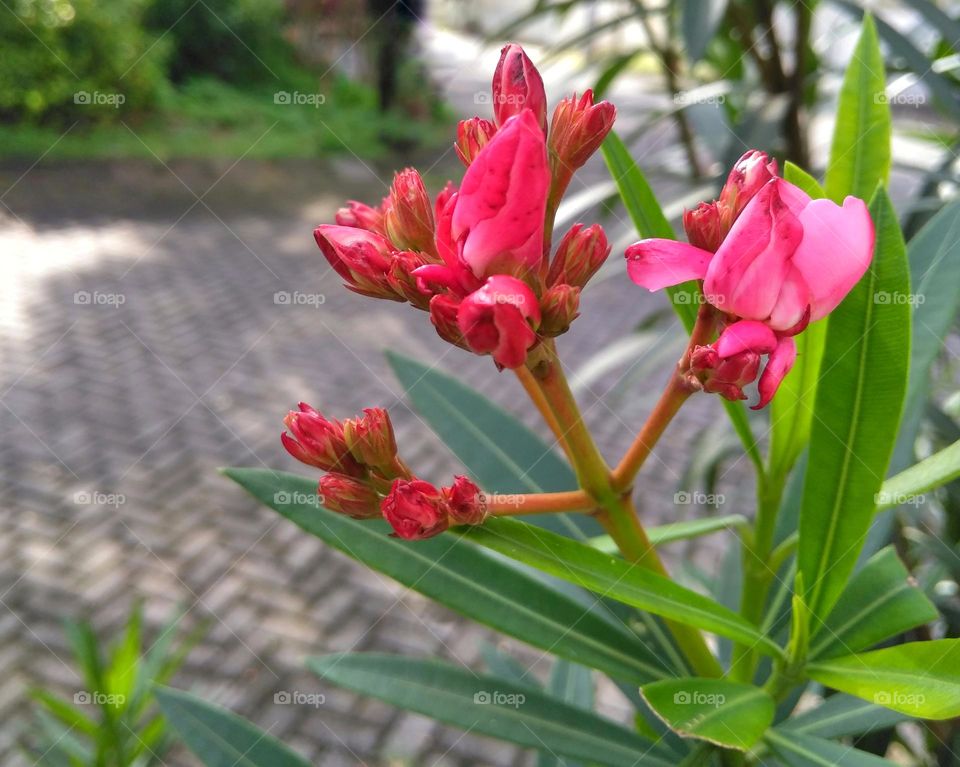 Pink flower on the park