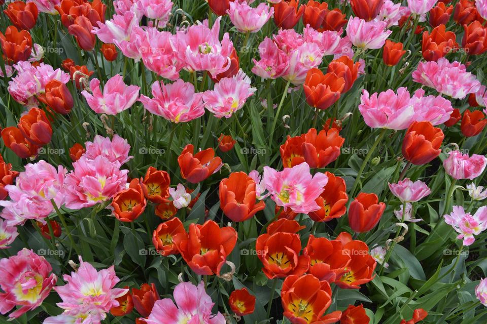 Tulips Norway
