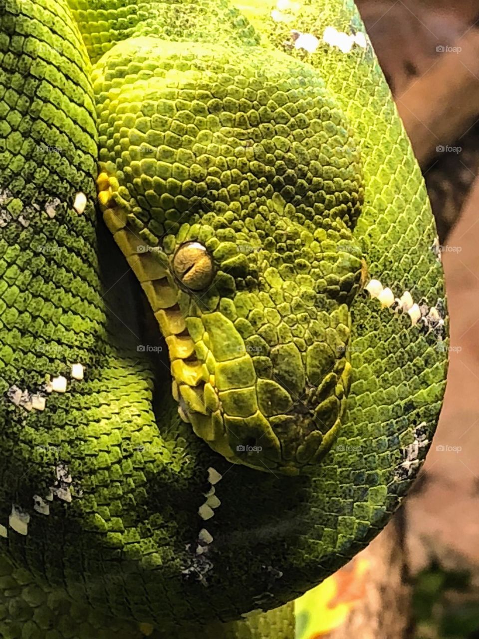 Close up of bright green Emerald tree boa snake