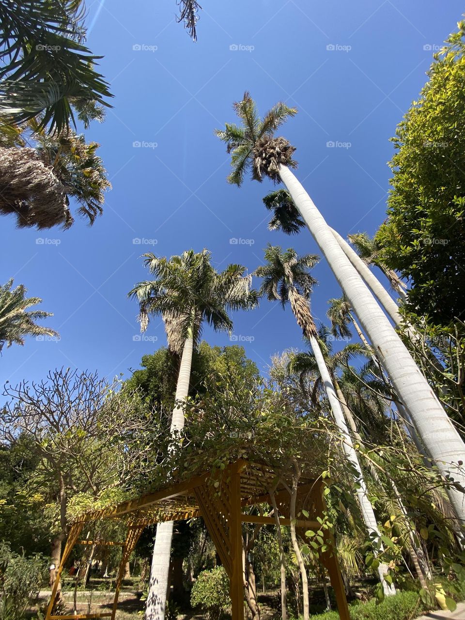 Trees at the island of plants in Aswan 