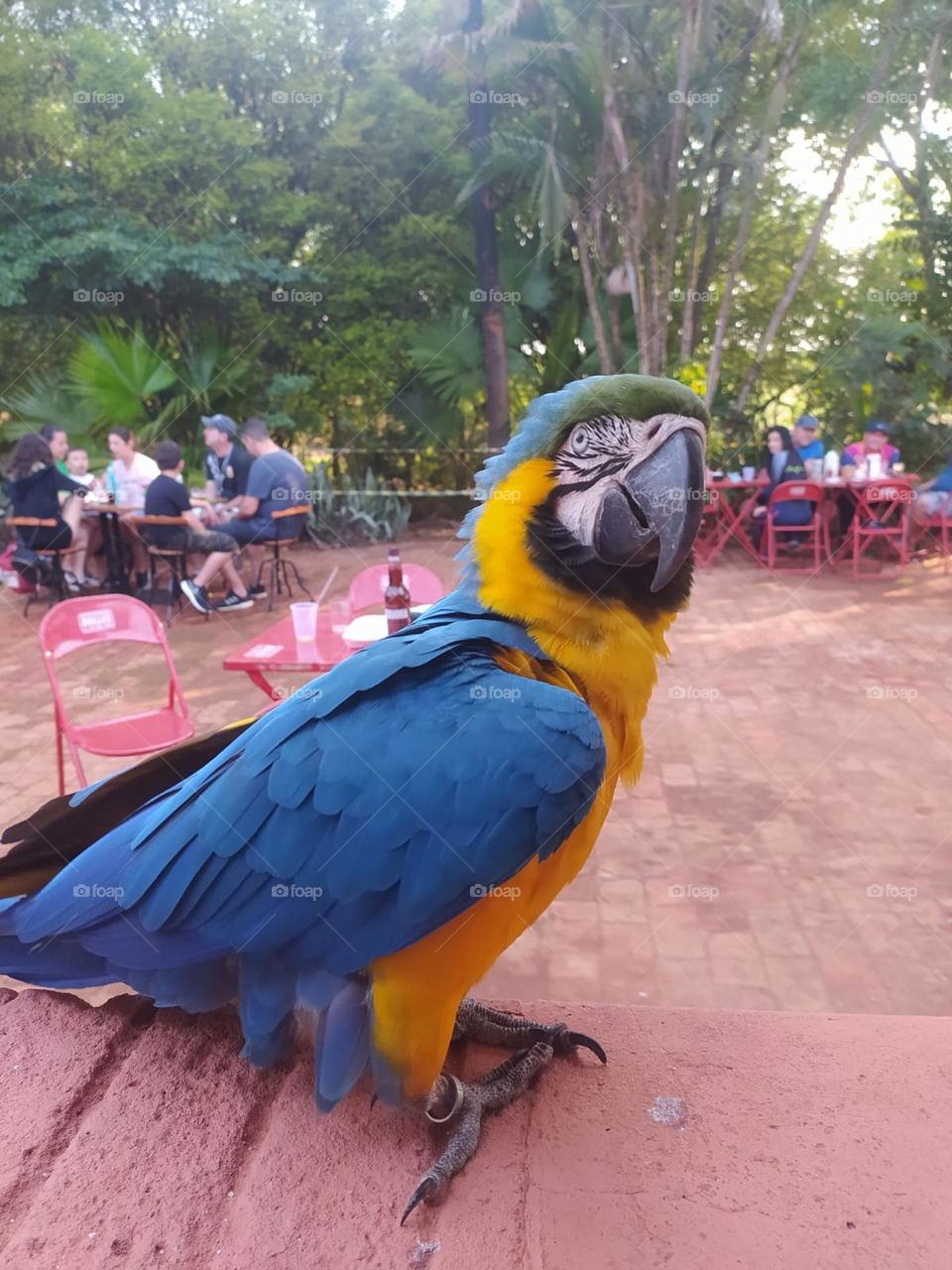 arara em interior de São Paulo.