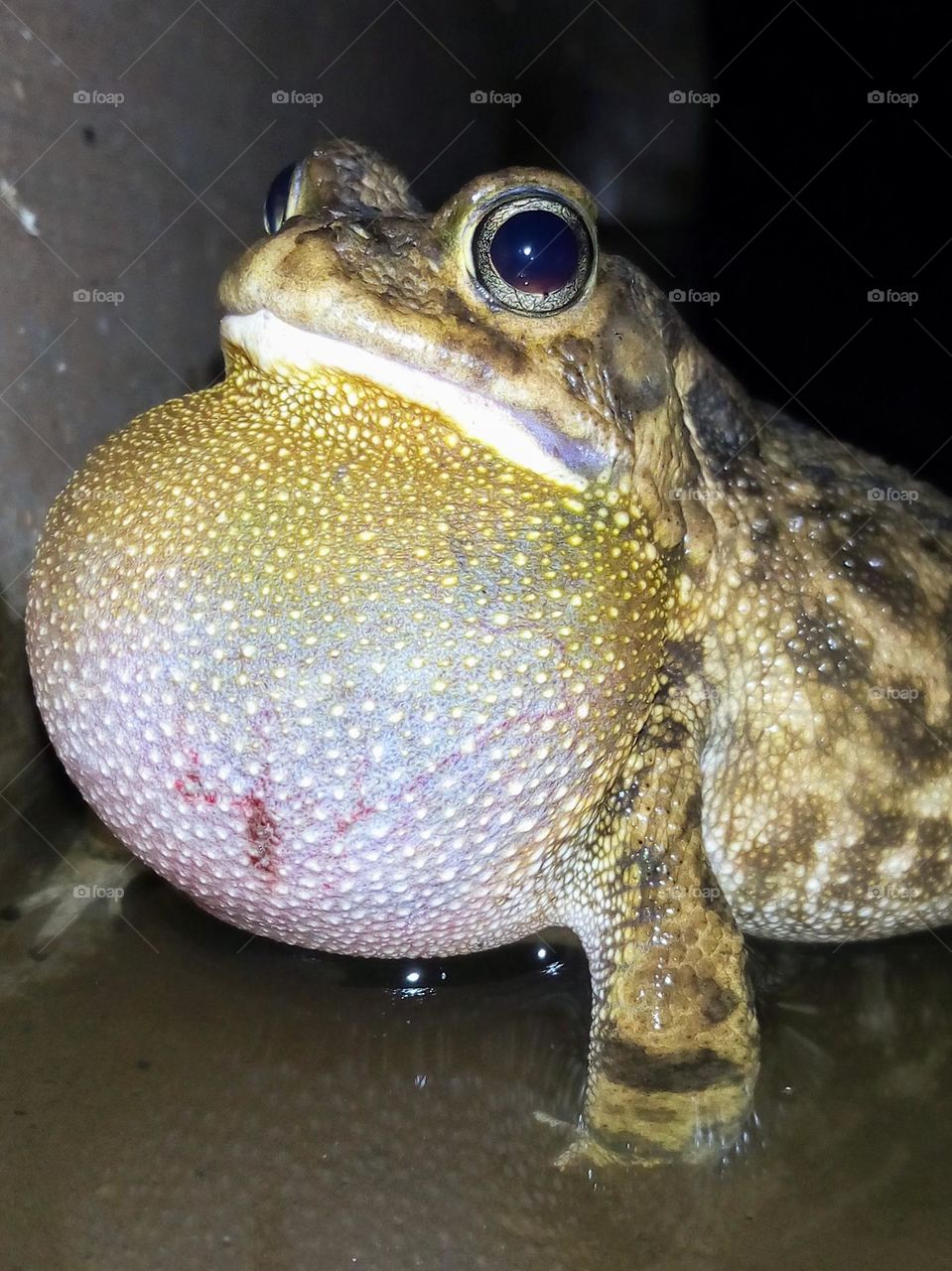 Frog croaking at night, in a fish pond.
November 19, 2020
07:43pm