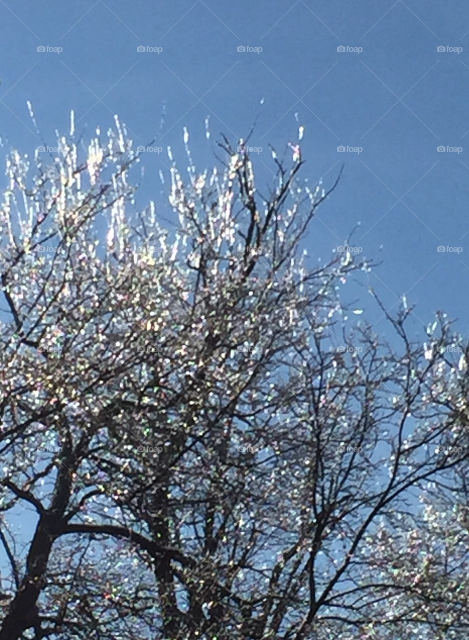 Glittering Branches