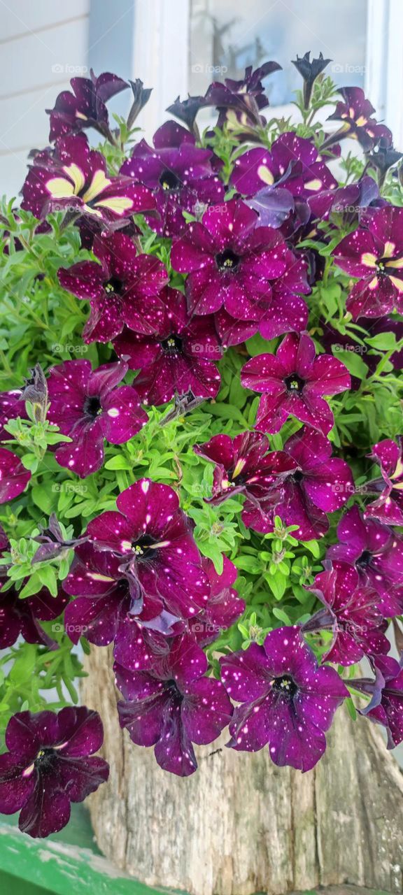 Gėlė taškiukais išbarstyta