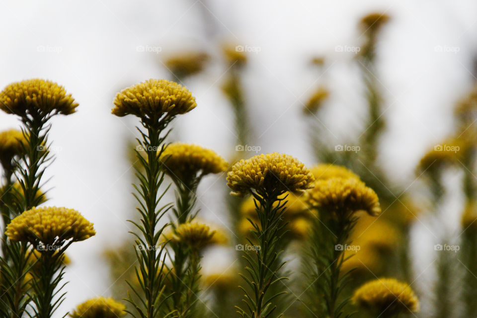 Yellow flowers Suikerbosfontein