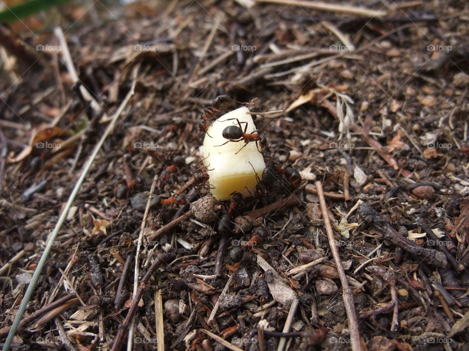 There is an ant hill close to my house.  The weather has been nice so the ants have been very busy and active. I noticed that many ants makes an interesting sound.