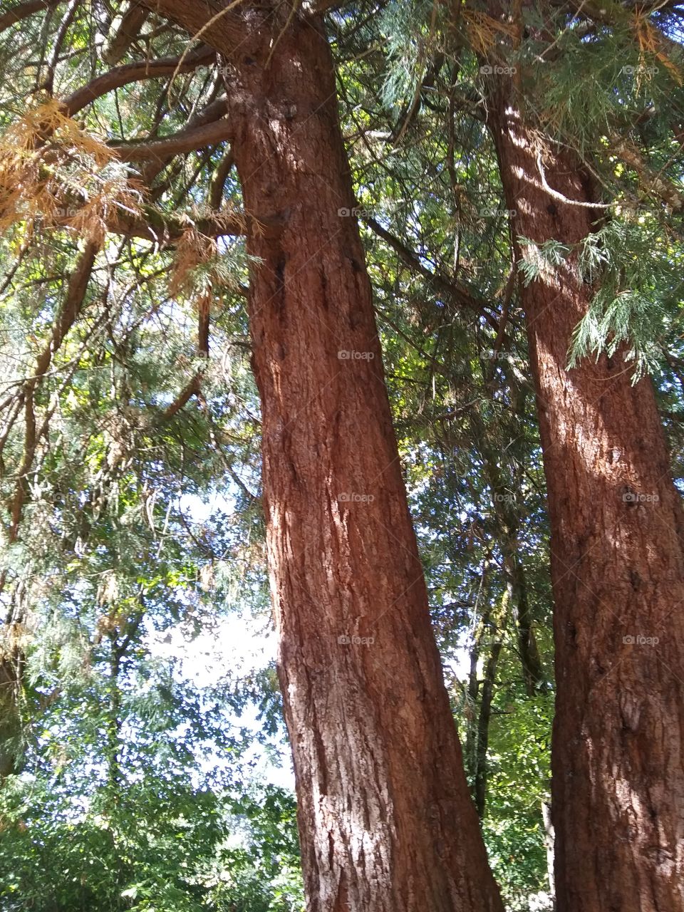 Giant sequoia