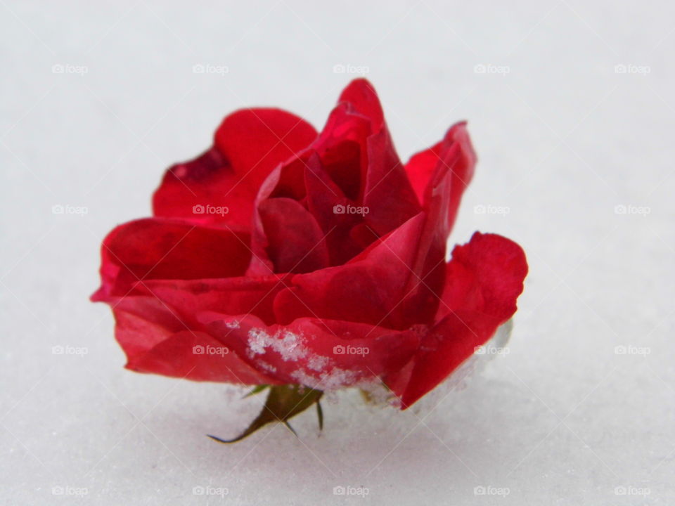 rose flower on snow