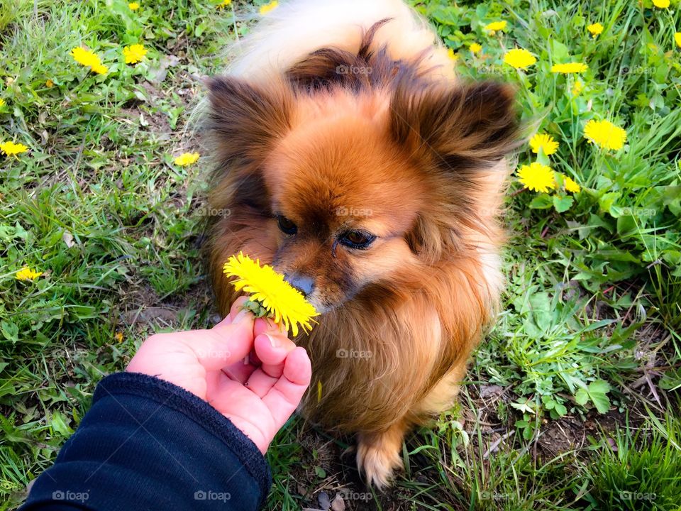 Pomeranian just smelling the flowers. The life of an Off Grid dog. Priceless.