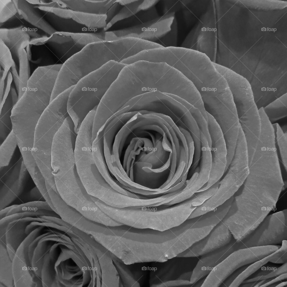 grey tone Rose
