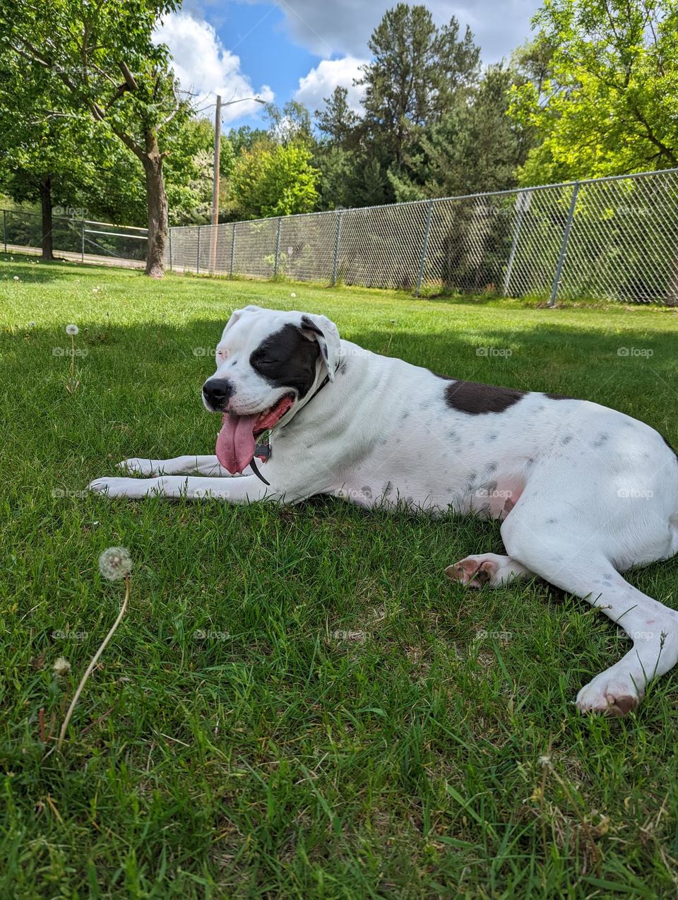 Dog enjoying sunshine