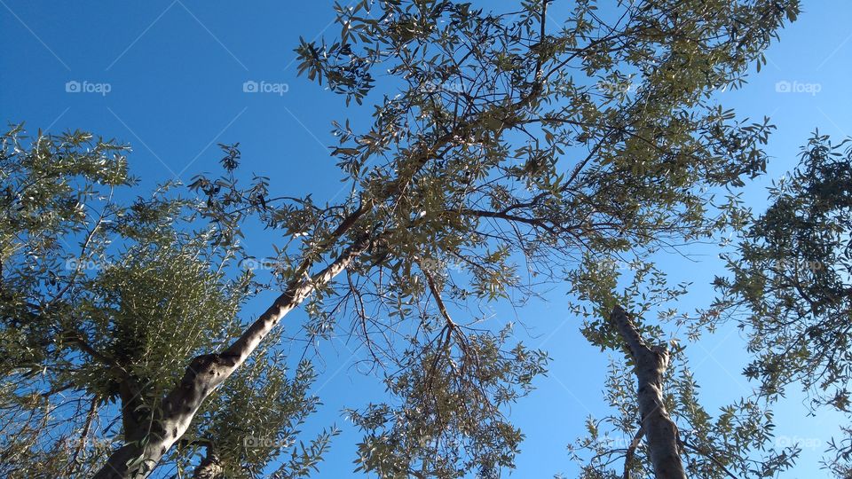 The Young Olive Trees' Branches