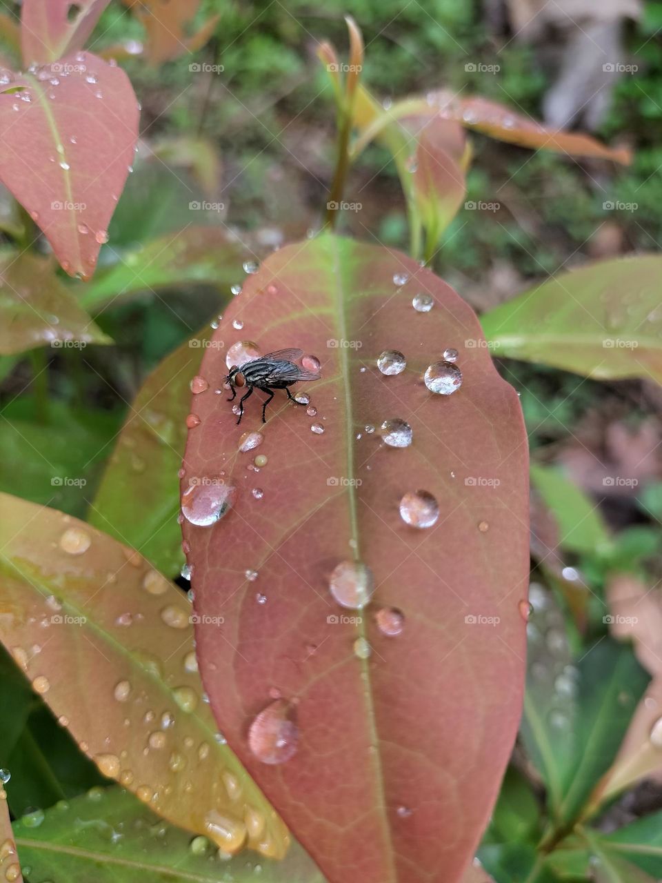 Picture of a fly drinking on a leaf