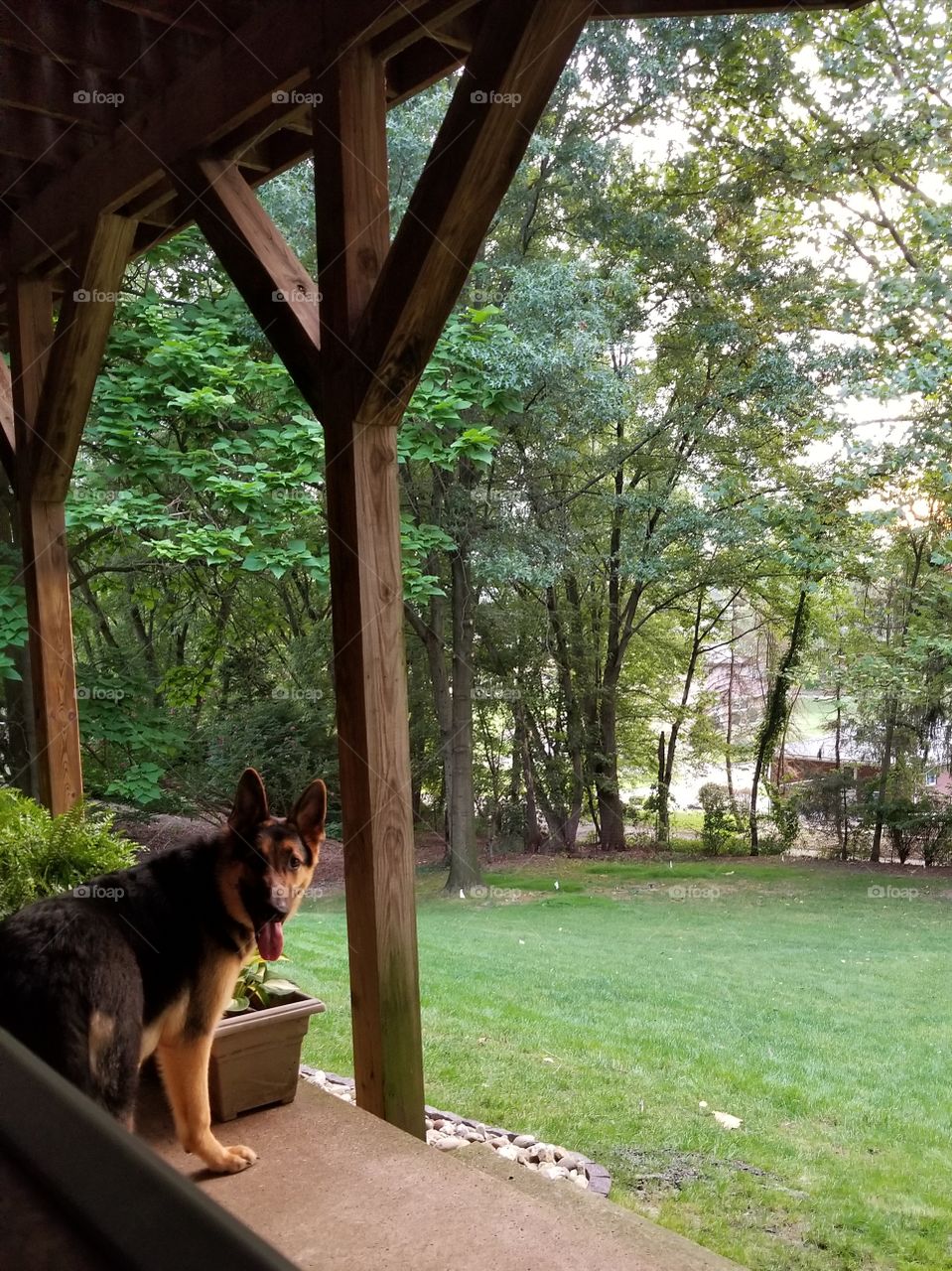 German Shepherd on the porch