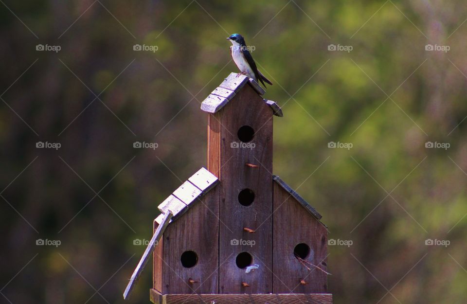 Bird perched on birdhouse 
