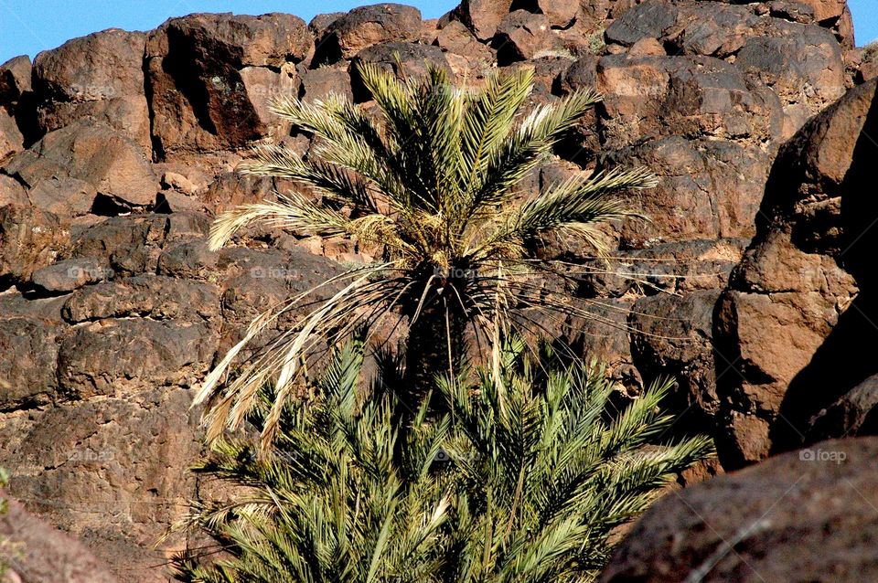 palm trees among the rocks