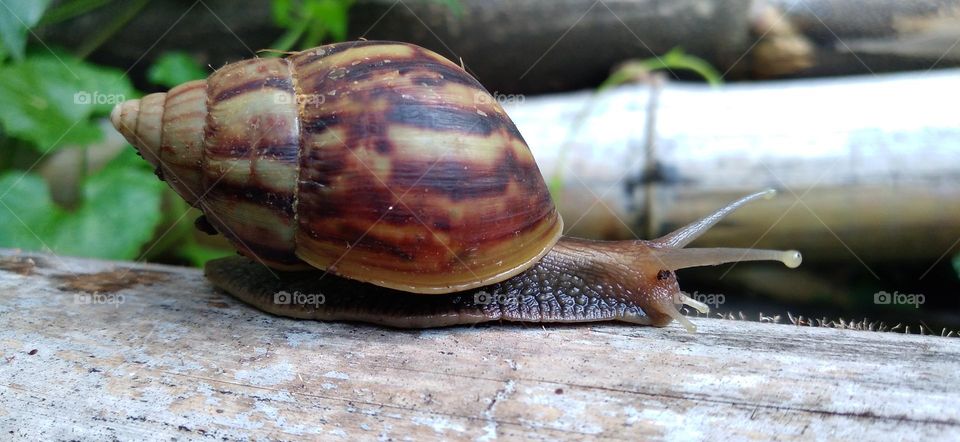 Snail crawling on a dry bamboo tree