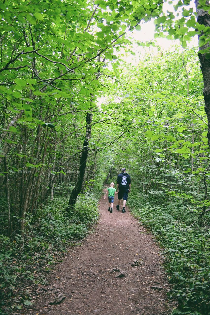 Wood, Leaf, Nature, Tree, Landscape