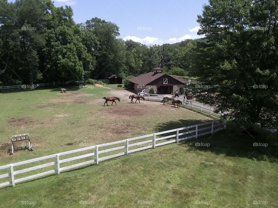 Putting the horses in the barn