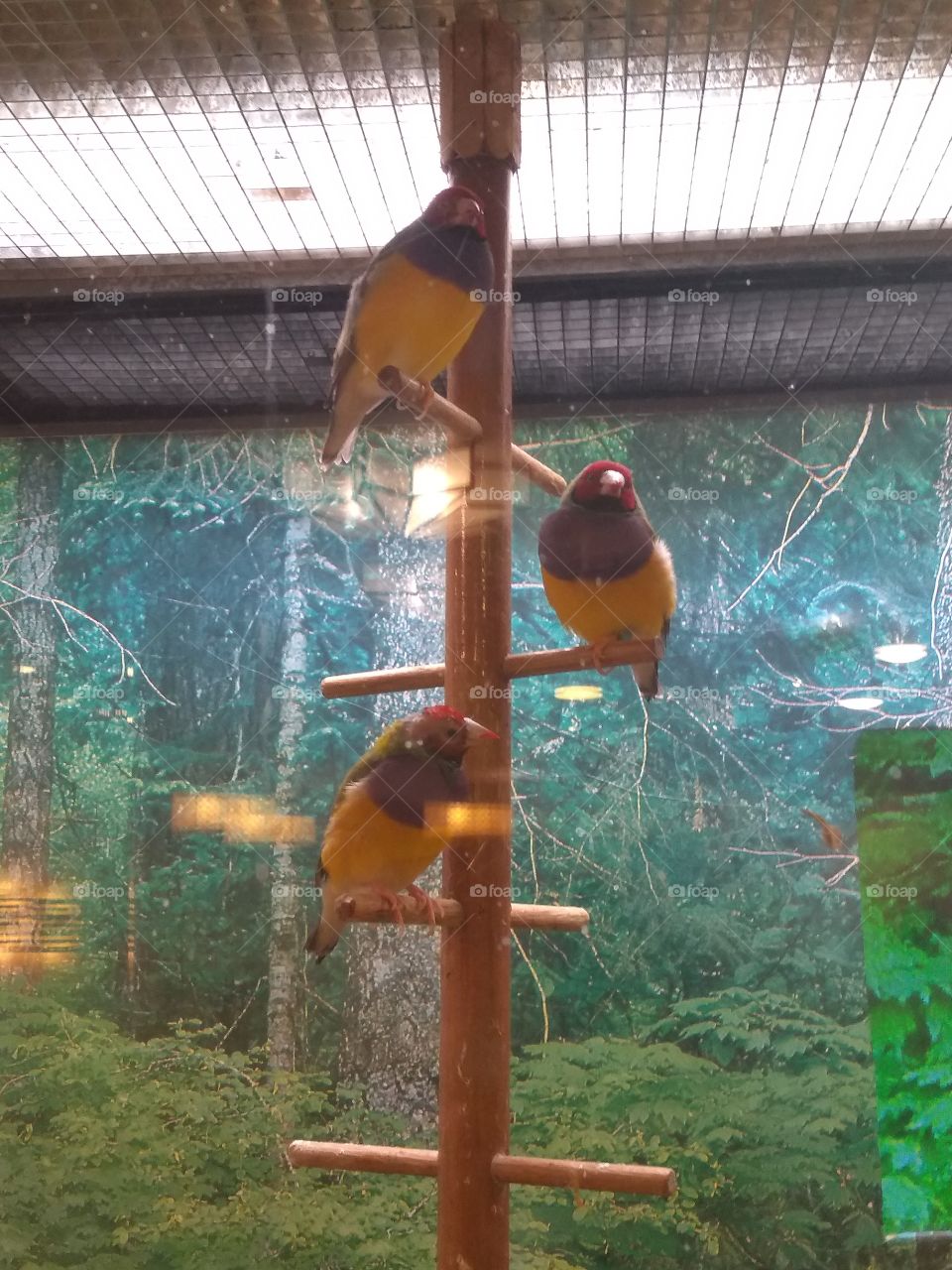 three Amigo's birds in Aviary.