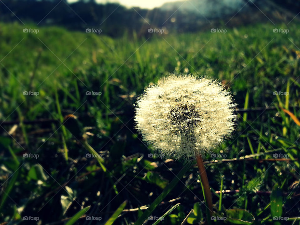 Beautiful dandelion III