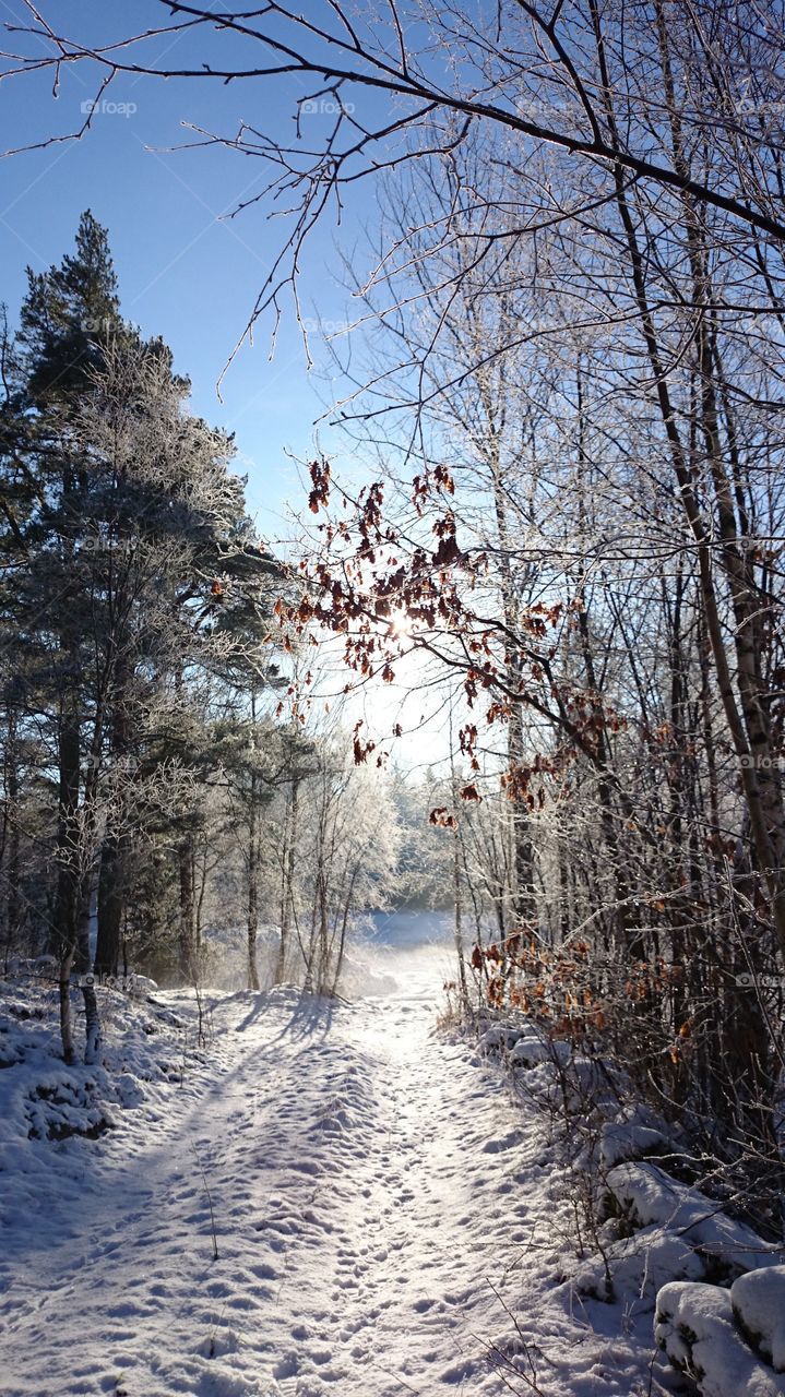 Winter forest path with snow